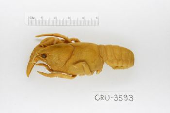 Media type: image;   Invertebrate Zoology CRU-3593 Description: Preserved specimen.;